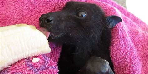 This Bat Looks Just Like A Puppy Videos The Dodo