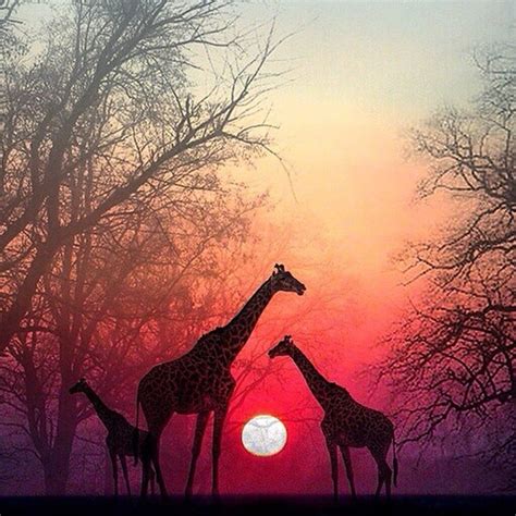 40 Beautiful Animal Photography At Sunset