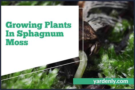 Growing Plants In Sphagnum Moss