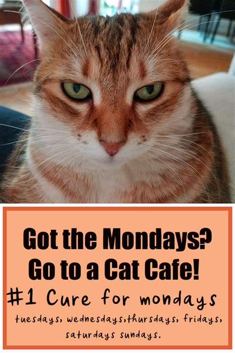 Cat Cafe Near Me With Cats - CATZQ