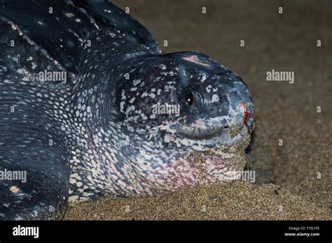 Closeup Of An Adult Female Leatherback Sea Turtle Dermochelys Coriacea