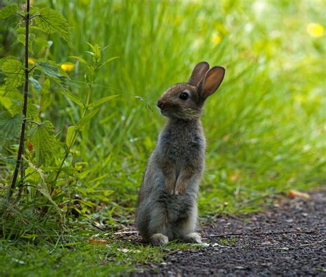 Rabbit Photo And Image Animals Wildlife Mammals Images At Photo Community