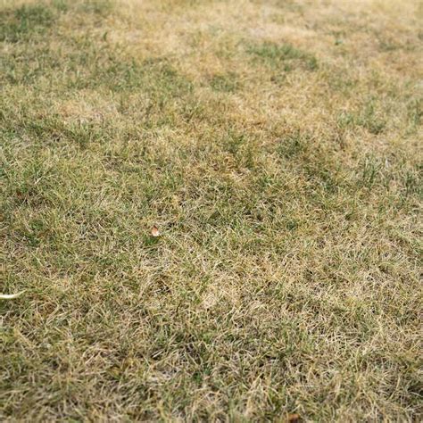 Four Tips For Midsummer Lawn Care • Greenview