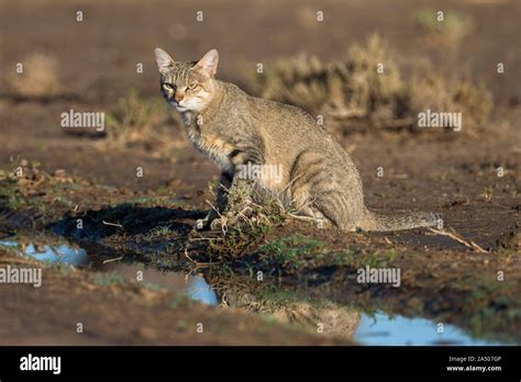 African Wildcat Felis Lybica Kgalagadi Transfrontier Park South