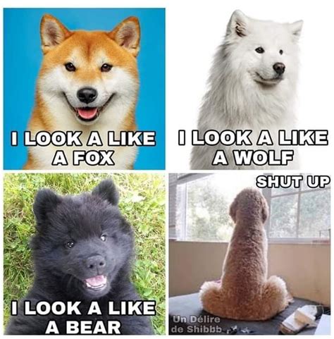 What Does Your Dog Look Like Rmemes