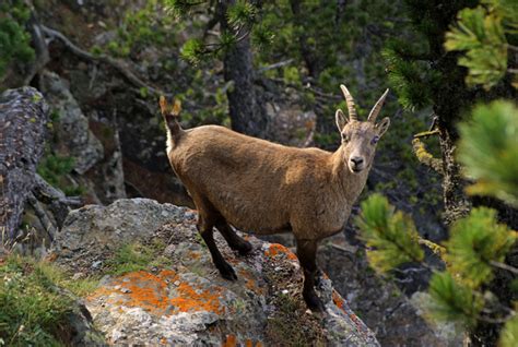 Animals In The Alps Of Europe Wanderwisdom