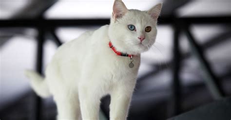 Meet The White Cat Breeds Petfinder White Kittens For Sale Cats For