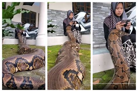 Girl Has A Giant Python As Pet And The Two Are Inseparable Watch