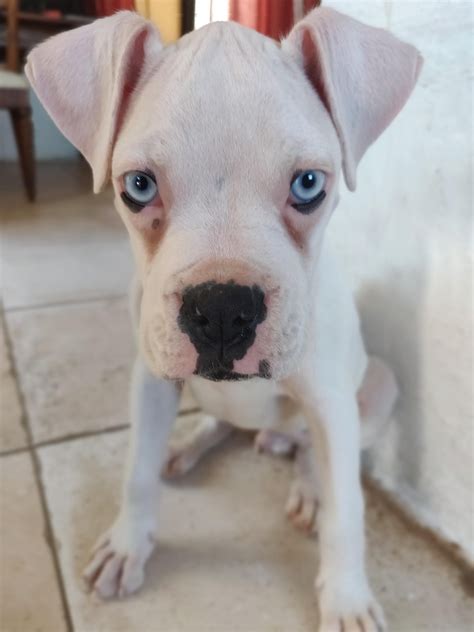 79 Boxer Puppies Eyes Image Bleumoonproductions
