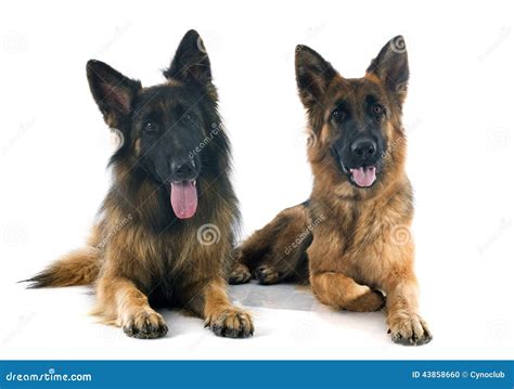 Two German Shepherds Stock Photo Image Of Studio Isolated 43858660