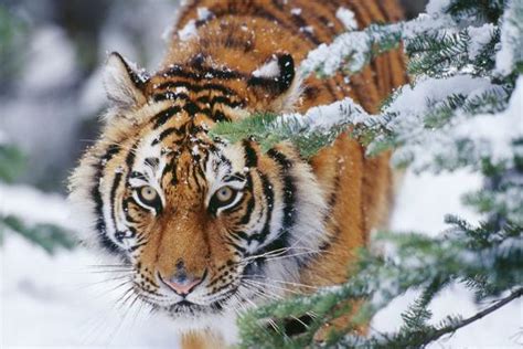Siberian Amur Tiger Close Up Of Face Photographic Print