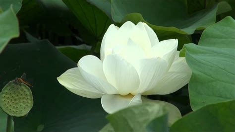 Lotus Flower Wallpapers Images Photos Pictures Backgrounds