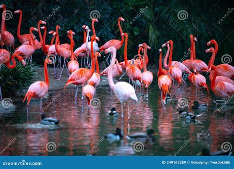 Beautiful Pink Flamingo Flock Of Pink Flamingos In A Pond Stock Image