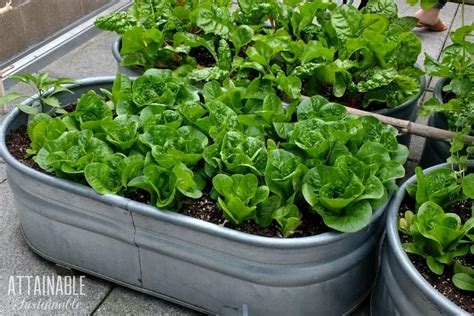 Tender Green Lettuce Leaves Are Very Susceptible To Damage From Slug