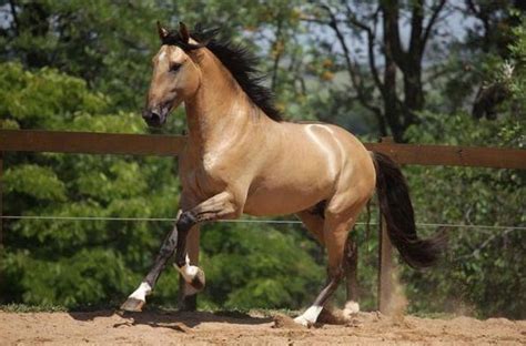 46 cm große puppen lieferumfang und maße: Buckskin Lusitano stallion Chaos Interagro # ...