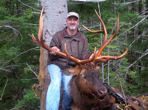 Roosevelt Elk Hunts Vancouver Island Guide Outfitters