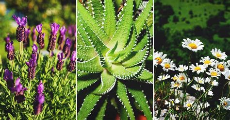 Ease Your Aches With These 14 Plants That Relieve Pain
