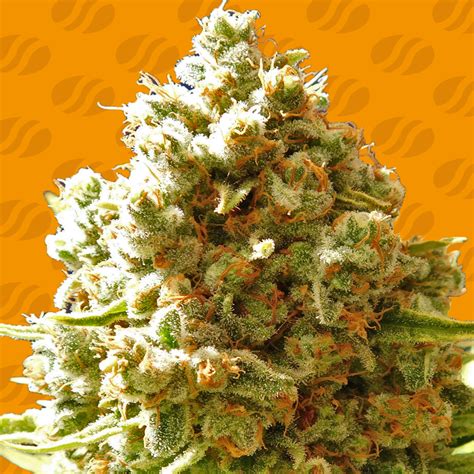 Pure Kush Von Original Sensible Seeds Cannabis Sorten Infos
