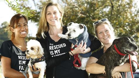 Fairfield Council Partners With Sydney Dogs And Cats Home News Local