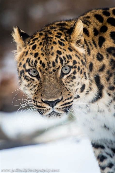 Dima Amur Leopard Big Cat Pittsburgh Zoo Wildlife Nature Animal Photo