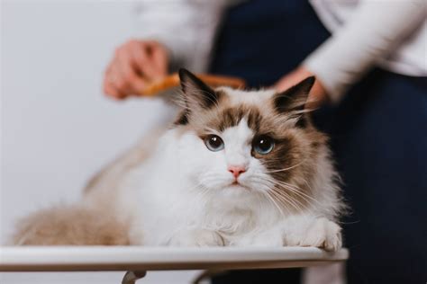 How Much Does A Ragdoll Cat Cost A Price Guide