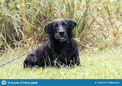 You can find a belgian malinois german shepherd mix for sale at www.greenfieldpuppies.com or at classifieds pets. Black German Shepherd Mix Dog Laying Down Stock Photo ...