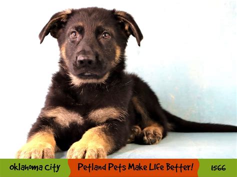 German Shepherd Dog Dog Male Black Tan 4089432 Petland Oklahoma City