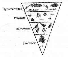 Plus Two Botany Chapter Wise Previous Questions Chapter Ecosystem