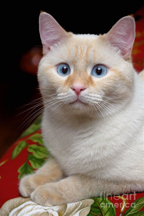 Flame Siamese Cat British Shorthair Personality