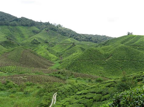 This is the historic way of identifying and authenticating these magnificent teas. BOH Tea Farm - Cameron Highland | Cheon Fong Liew | Flickr