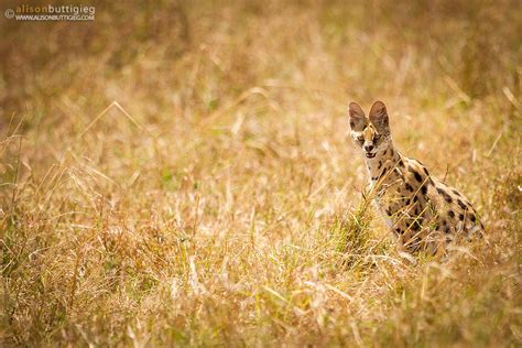 Serval On The Hunt Alison Buttigieg Wildlife Photography