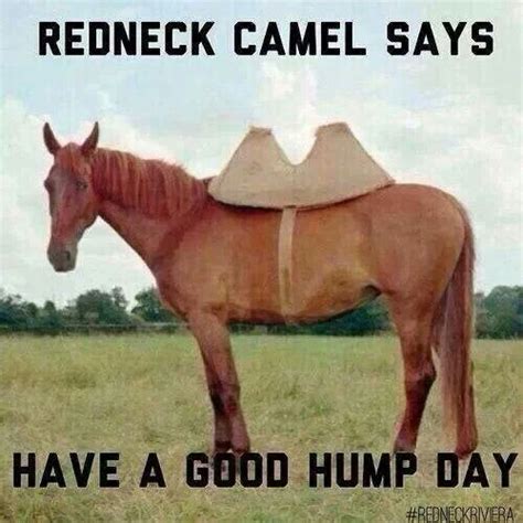 Yes Hahah Hump Day Humor Wednesday Humor Funny