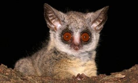 These Small Big Eyed Primates Are Related To Lemurs — And