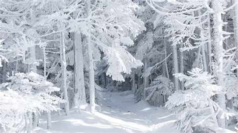 Winter White Forest Snow White Trees Winter Hd Wallpaper Peakpx