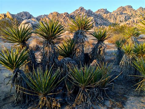 Baby joshua tree plants delivered to your door from our plant nursery. Flowers at Joshua Tree - YvonneinLA