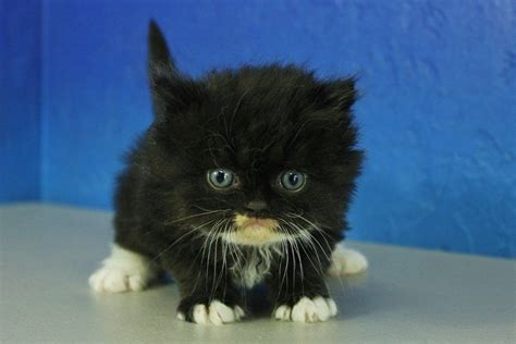 Kittens For Sale Oregon Craigslist