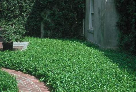 Asian Jasmine Neil Sperry Favorite For Ground Cover In Sunny Area Of