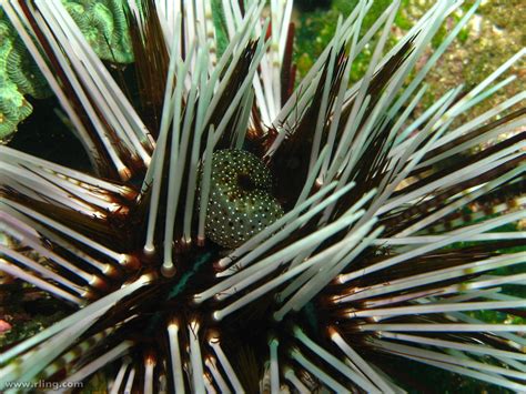 Stinging Sea Urchin A Stinging Sea Urchin Echinothrix Cal Flickr