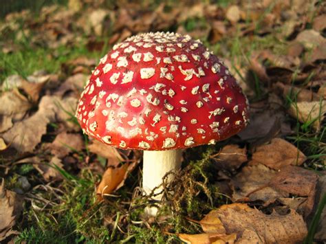 Wallpaper Id 1779971 Nature Close Up Plant Fly Agaric Poisonous Symbiosis Mushroom