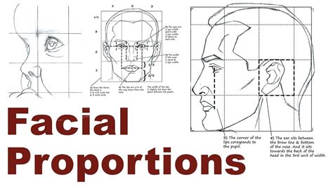 portrait drawing basics 2 3 facial and head proportions drawing basics portrait drawing face