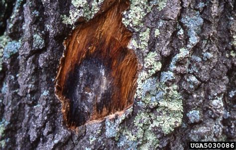 Oak Wilt Bretziella Fagacearum On Oak Quercus Spp 5030086