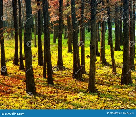Pine Forests At Sunset Stock Image Image Of Nature Forests 22399339