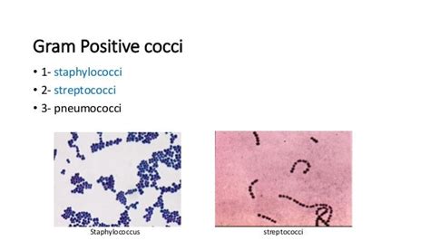 Identification Of Gram Positive Cocci
