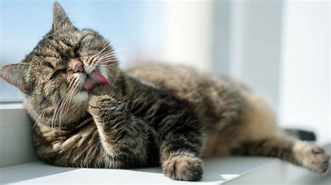 This food the best dry cat food for senior cats with kidney problems that help to reduce chronic kidney disease progression. Our 2021 Guide to Picking the Best Senior Cat Food for ...