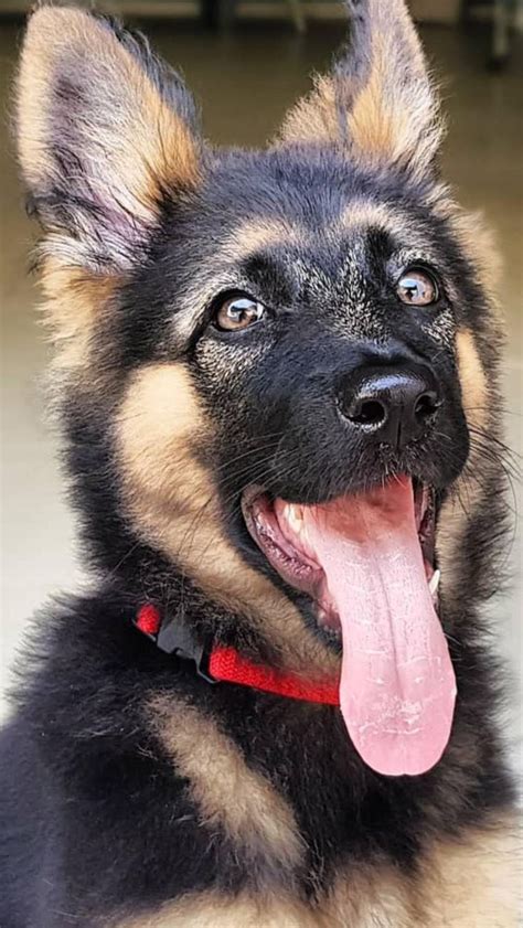 Top Smartest German Shepherds Dogs In The World An Immersive Guide By