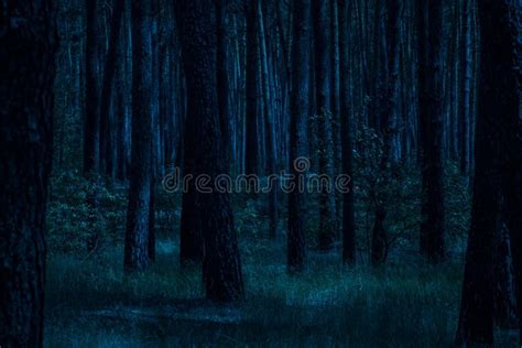 Bosque En Noche Iluminada Por La Luna Foto De Archivo Imagen De