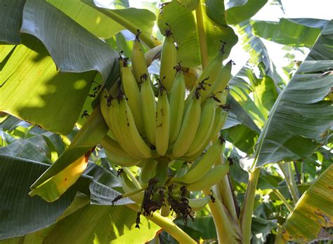 Ngo News Blog Newsline Nendran Banana Cultivation Faces High