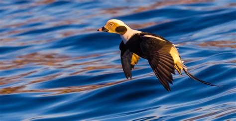 Long Tailed Duck Male Long Tailed Duck Displays His Beaut Flickr