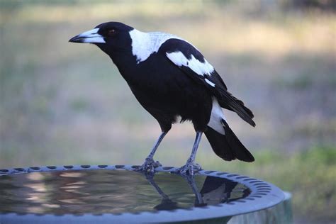 About 0% of these are pet cages, carriers & houses. Blackbird Mythology: Crows and Magpies of Australia | Anne ...
