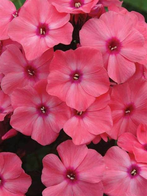 Maybe you would like to learn more about one of these? Phlox Coral Creme Drop (Garden Phlox) (With images ...